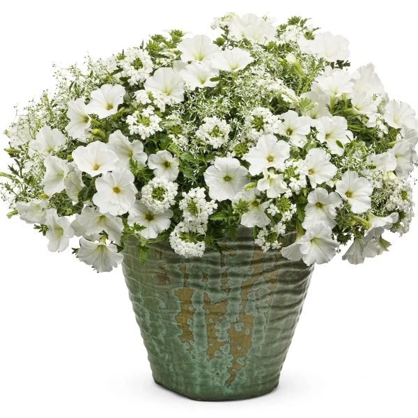 Supertunia MINI VISTA 'White' – obficie kwitnąca biała petunia