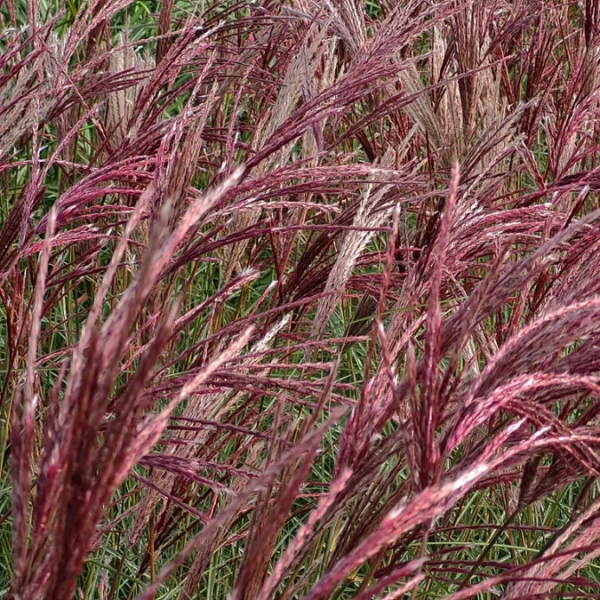 Miskant 'Red Chief' – czerwone wiechy i elegancki, strzelisty pokrój