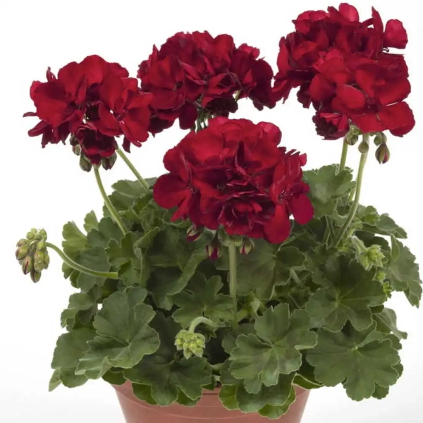 Pelargonia rabatowa 'Cassiopeia®' – ciemnoczerwona, sadzonka
