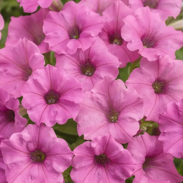 Supertunia MINI VISTA 'Hot Pink' – intensywnie różowe kwiaty