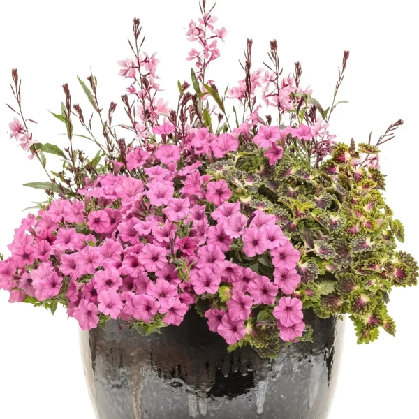 Supertunia MINI VISTA 'Hot Pink' – różowe kwiaty