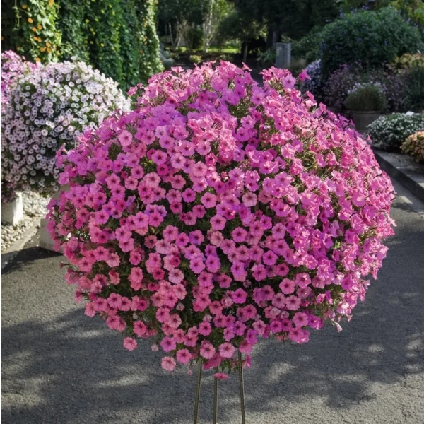 Supertunia MINI VISTA 'Hot Pink' – kwiaty