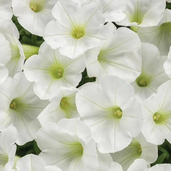 Supertunia MINI VISTA 'White' – biała petunia
