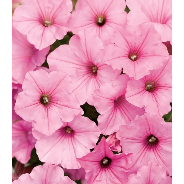 Supertunia VISTA 'Bubblegum' – kwitnienie