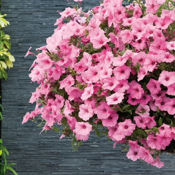 Supertunia VISTA 'Bubblegum' – różowe kwiaty