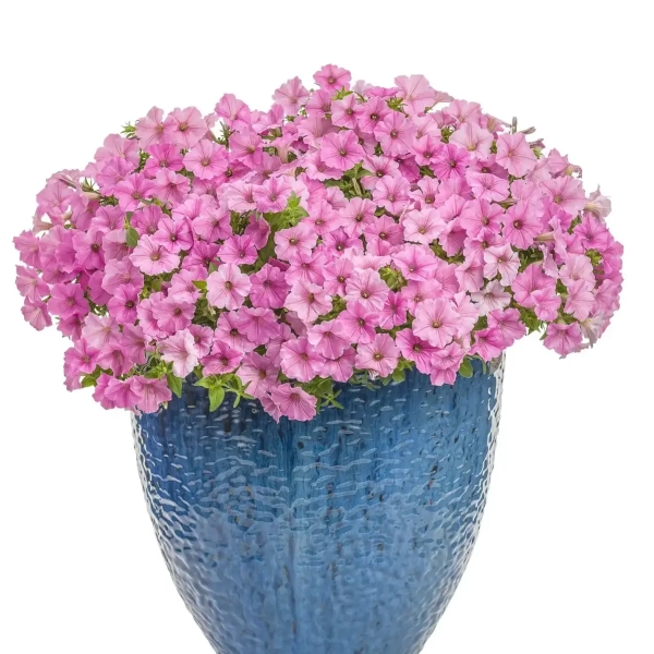 Supertunia VISTA 'Bubblegum' – różowe kwiaty i silny wzrost