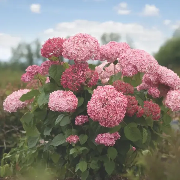 Hortensja drzewiasta 'Pink Annabelle' – duże kwiatostany