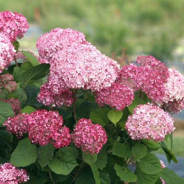 Hortensja drzewiasta 'Pink Annabelle' – duże różowe kuliste kwiatostany