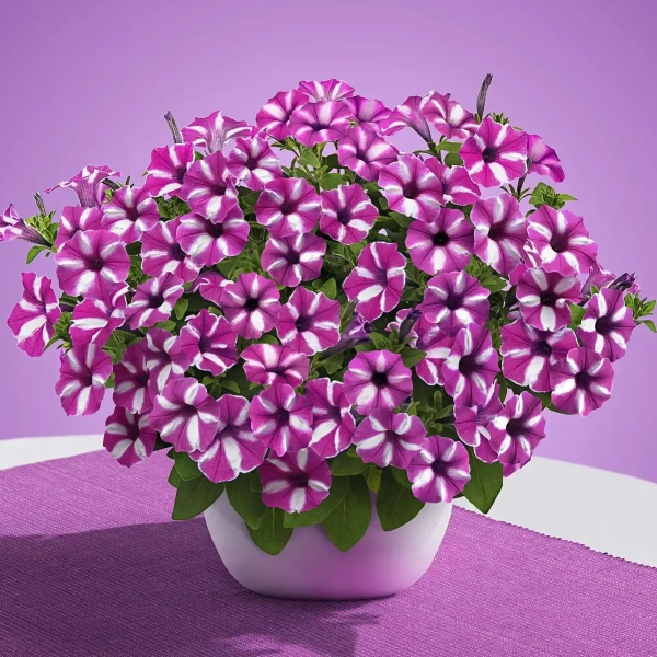 Supertunia® VISTA® 'Raspberry Star' – malinowo-białe kwiaty