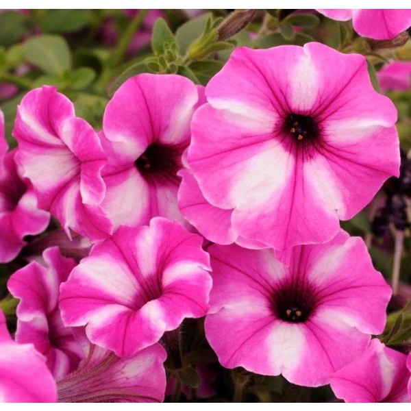 Supertunia® VISTA® 'Raspberry Star' – kwitnienie