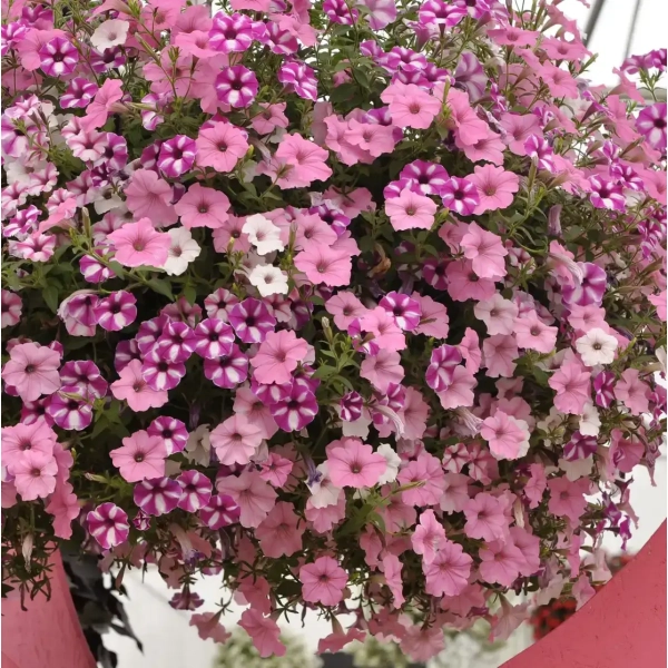 Supertunia® VISTA® 'Raspberry Star' – wiszący kosz