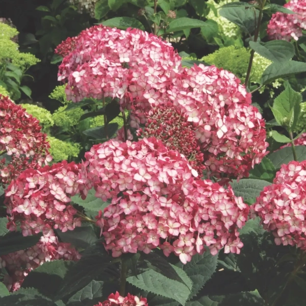 Hortensja krzewiasta 'Ruby Annabelle®' – różowa hortensja o sztywnych pędach