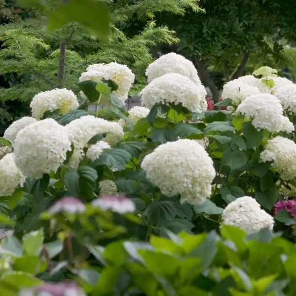 Hortensja drzewiasta 'Strong Annabelle®'