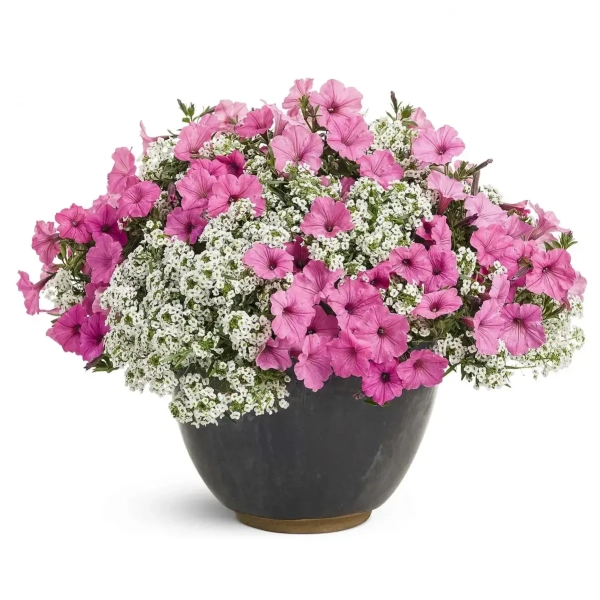 Supertunia VISTA 'Bubblegum' – kompozycja w koszu