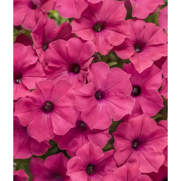 Supertunia VISTA 'Fuchsia' – fuksjoworóżowe kwiaty i silny wzrost
