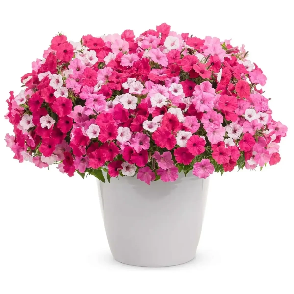 Supertunia VISTA 'Fuchsia' – fuksjoworóżowe kwiaty i silny wzrost