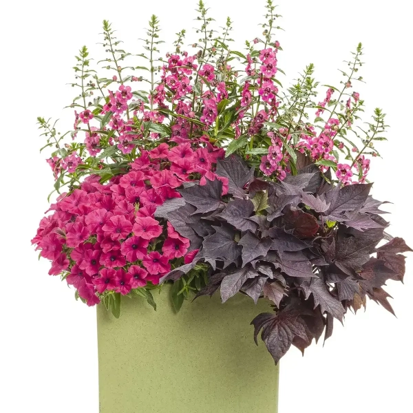 Supertunia VISTA 'Fuchsia' – kompozycja w koszu