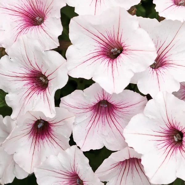 Supertunia® VISTA® 'Silverberry' – srebrzystobiałe kwiaty