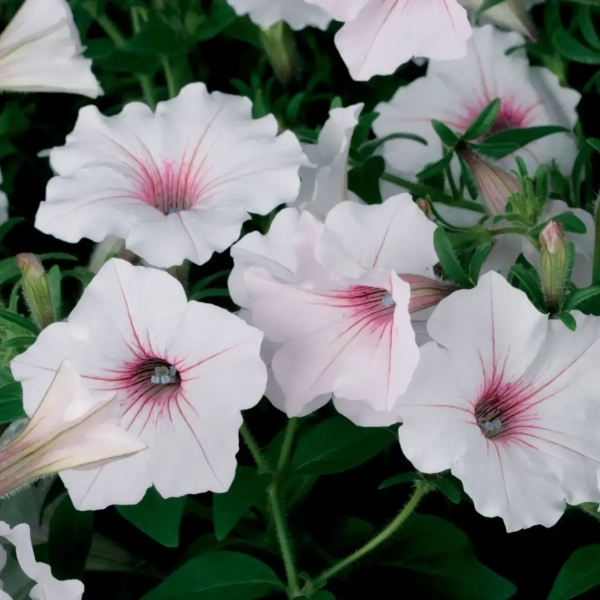 Supertunia® VISTA® 'Silverberry' – kwitnienie