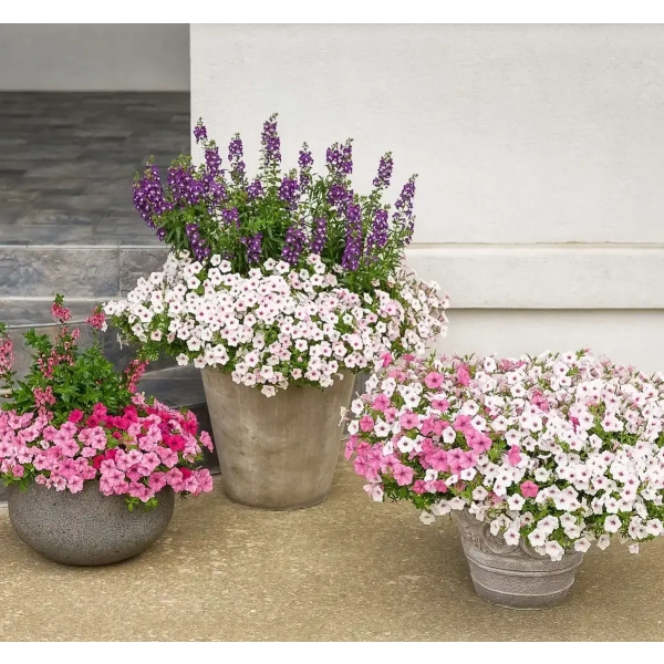 Supertunia® VISTA® 'Silverberry' – kompozycja kwiatowa