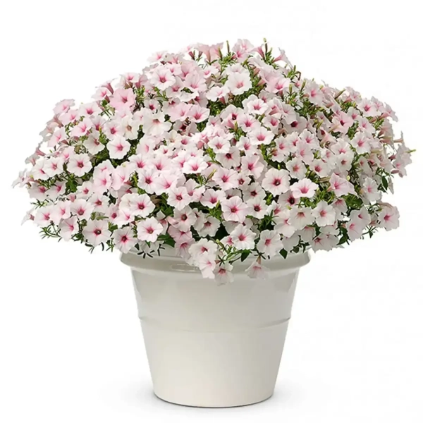 Supertunia® VISTA® 'Silverberry' – srebrzystobiałe kwiaty z różowym środkiem
