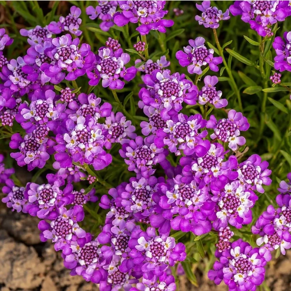 Ubiorek wieczniezielony Absolutely Amethyst – Iberis'