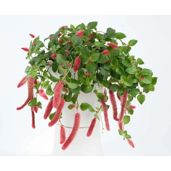 Acalypha 'Cats Tails' – koci ogon, sadzonka