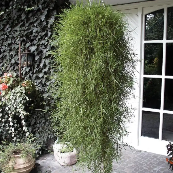 Agrostis 'Green Twist' – zwisający bambus, trawa ozdobna, sadzonka
