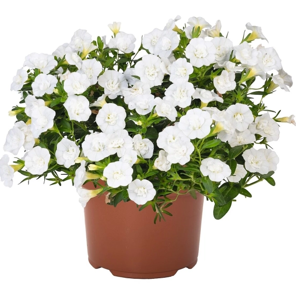 Calibrachoa Aloha Double White – milion dzwonków