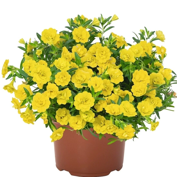 Calibrachoa Aloha Double Yellow – milion dzwonków
