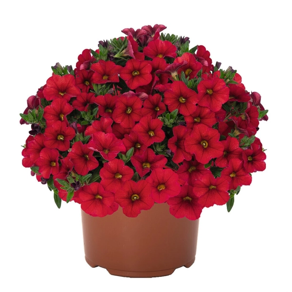 Calibrachoa 'Aloha Kona Red 2026' – milion dzwonków, sadzonka