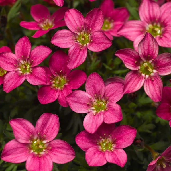 Skalnica Arendsa Alpino Early™ Carnival – Saxifraga, sadzonka