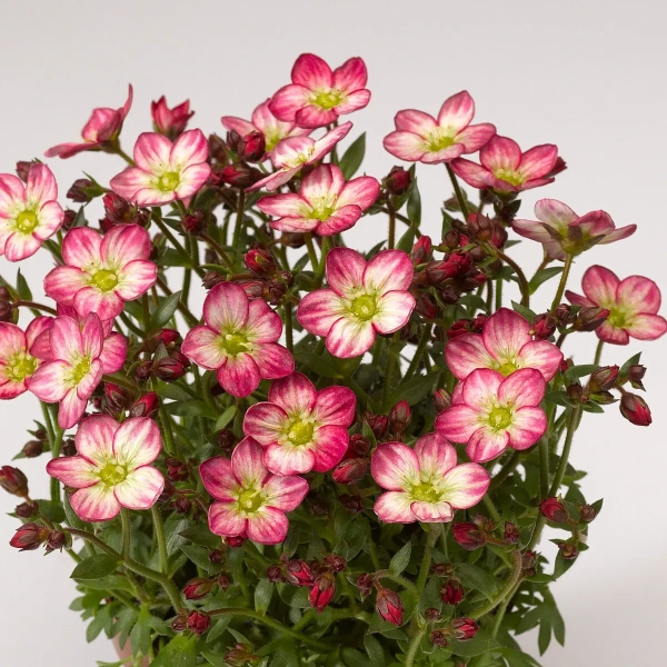 Skalnica Arendsa Alpino Early™ Picotee – Saxifraga, sadzonka