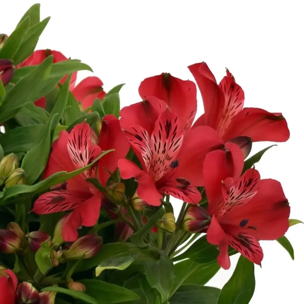Alstroemeria 'Inca Lolly™' – długo kwitnąca lilia Inków, sadzonka