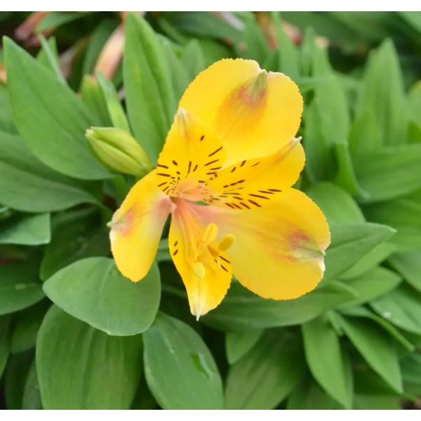Alstroemeria 'Inca Aurelia®' – długo kwitnąca lilia Inków, sadzonka