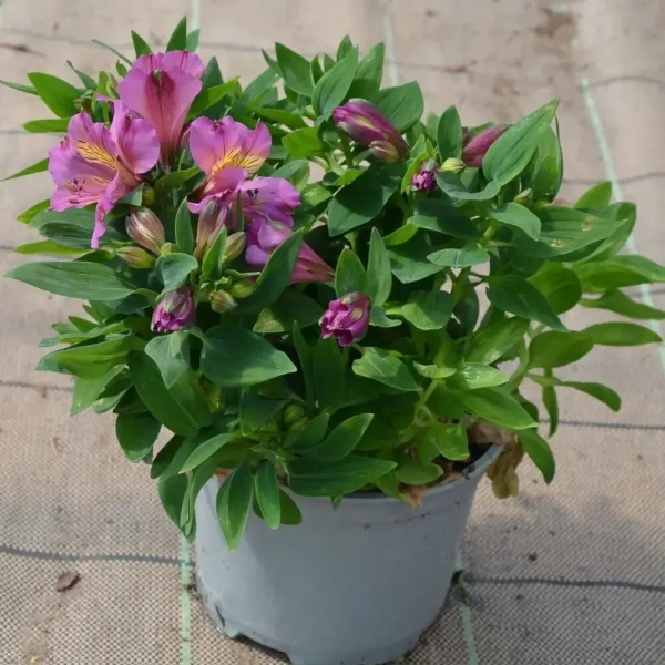 Alstremeria 'Inca Purple' – długo kwitnąca lilia Inków, sadzonka