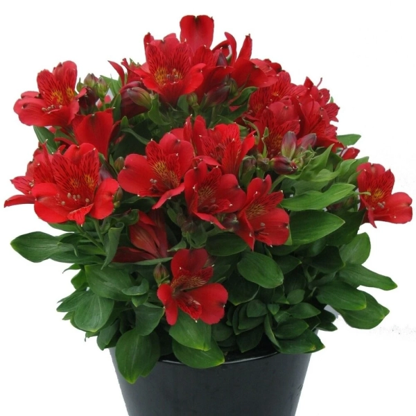 Alstroemeria 'Inca Vito'– czerwona lilia Inków, bylina