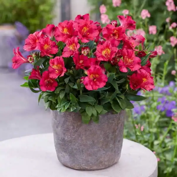 Alstremeria Inca Cherry – wiśniowe kwiaty