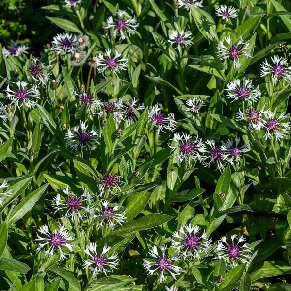 Chaber bławatek 'Amethyst in Snow' – bylina o białych kwiatach sadzonka