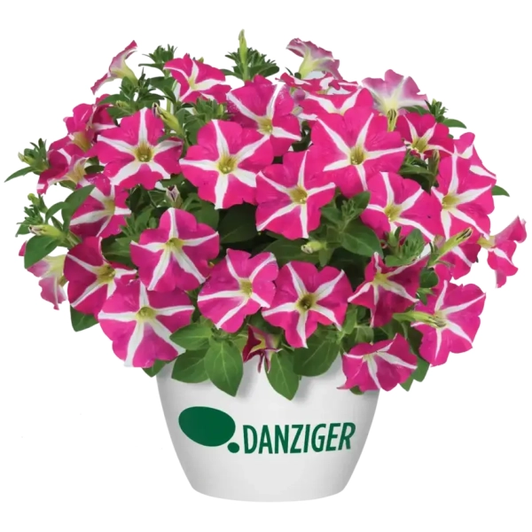 Petunia 'Amore® Pink Hearts' – kwiaty w serca, sadzonka
