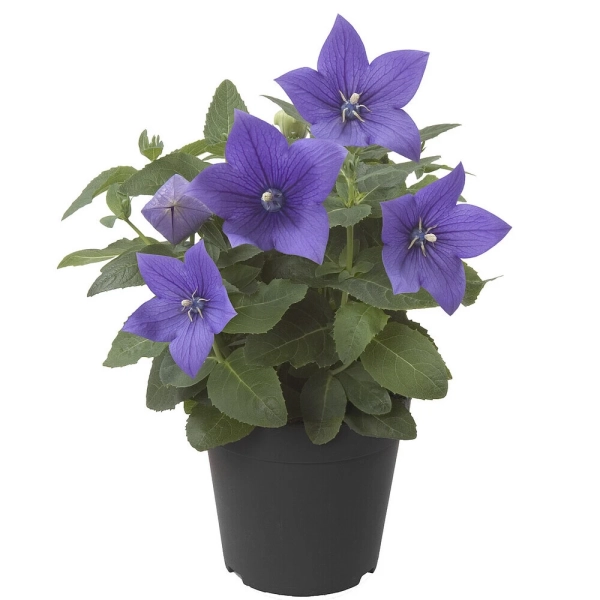 Platycodon 'Astra Blue' – rozwar wielkokwiatowy, sadzonka
