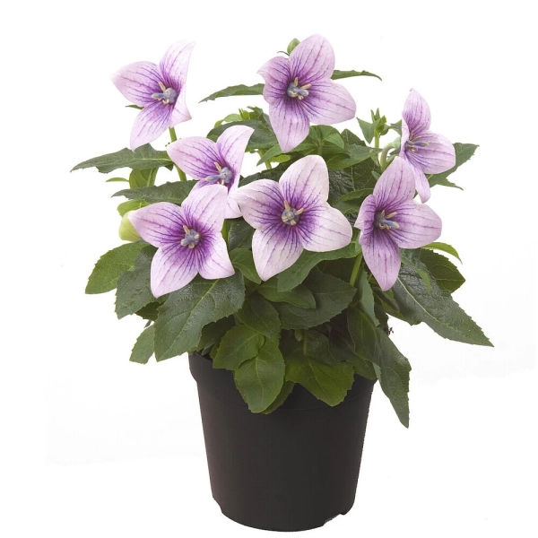 Platycodon 'Astra Pink' – rozwar wielkokwiatowy, sadzonka
