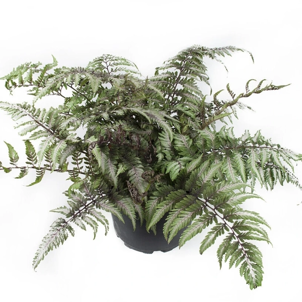Paproć japońska 'Pictum'– Athyrium niponicum, sadzonka