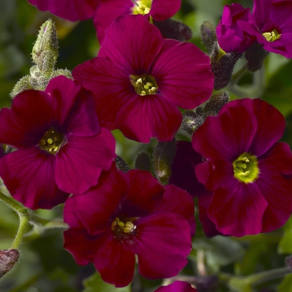 Żagwin ogrodowy Axcent™ Burgundy – Aubrieta, sadzonka