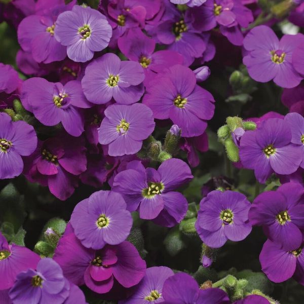 Żagwin ogrodowy Axcent™ Deep Purple Improved – Aubrieta, sadzonka
