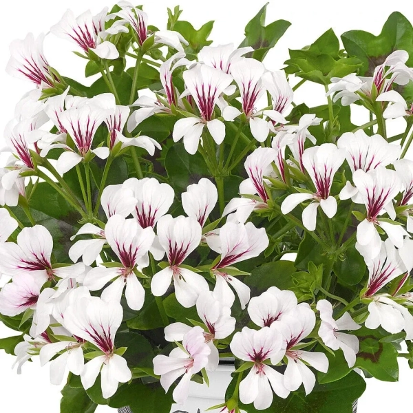 Pelargonia kaskadowa 'Balcon Polar' – sadzonka