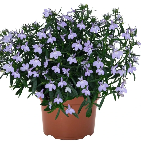 Lobelia 'Bella Lavender' – lobelia lawendowa, sadzonka