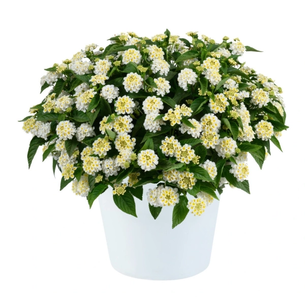 Lantana camara 'Gem™ Pearl' – lantana biała, sadzonka