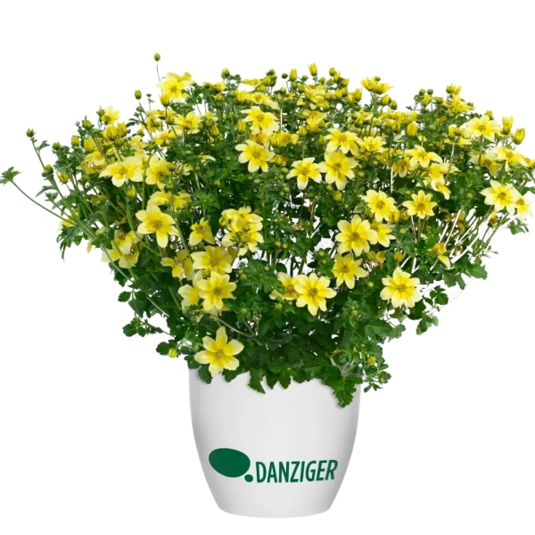 Bidens 'Timeless™ Yellow Splash' – uczep, sadzonka