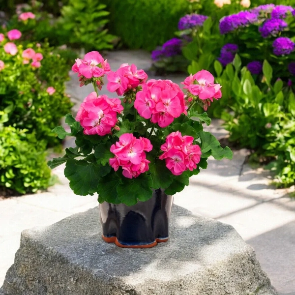 Pelargonia Big EEZE Pink Panther – różowe kwiaty pelargonii